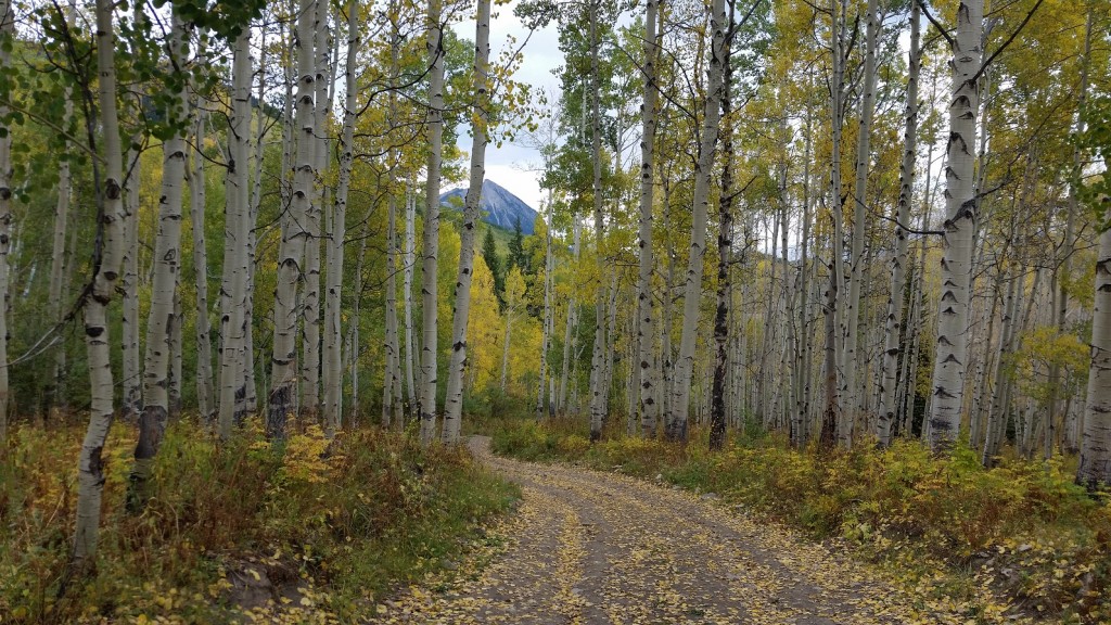 Trail during Fall Foliage